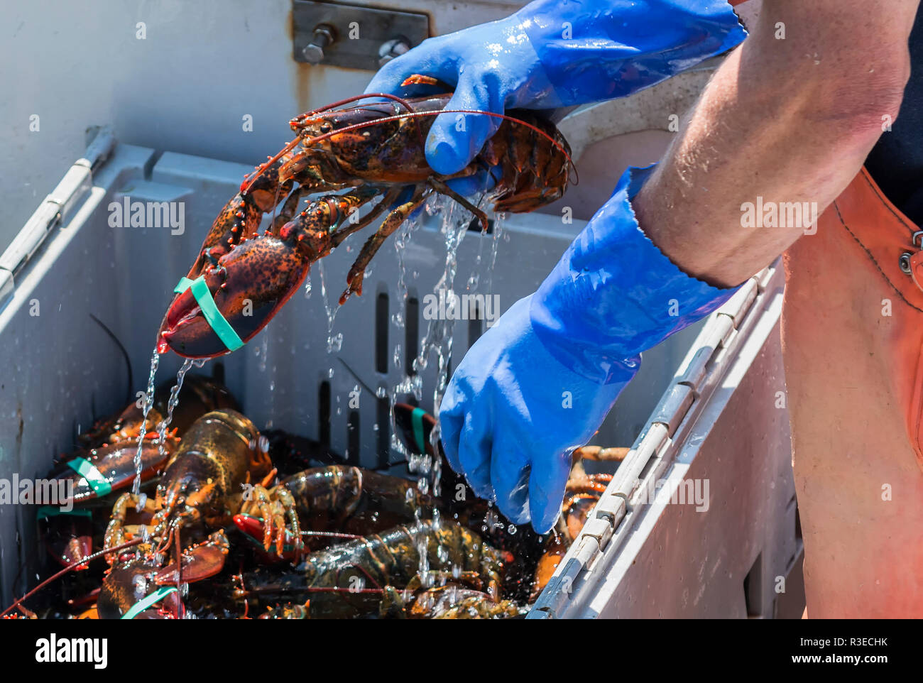 Un live aragosta è acqua che gocciola fuori di esso come è essendo collocati in contenitori su una barca da pesca nel Maine. Foto Stock