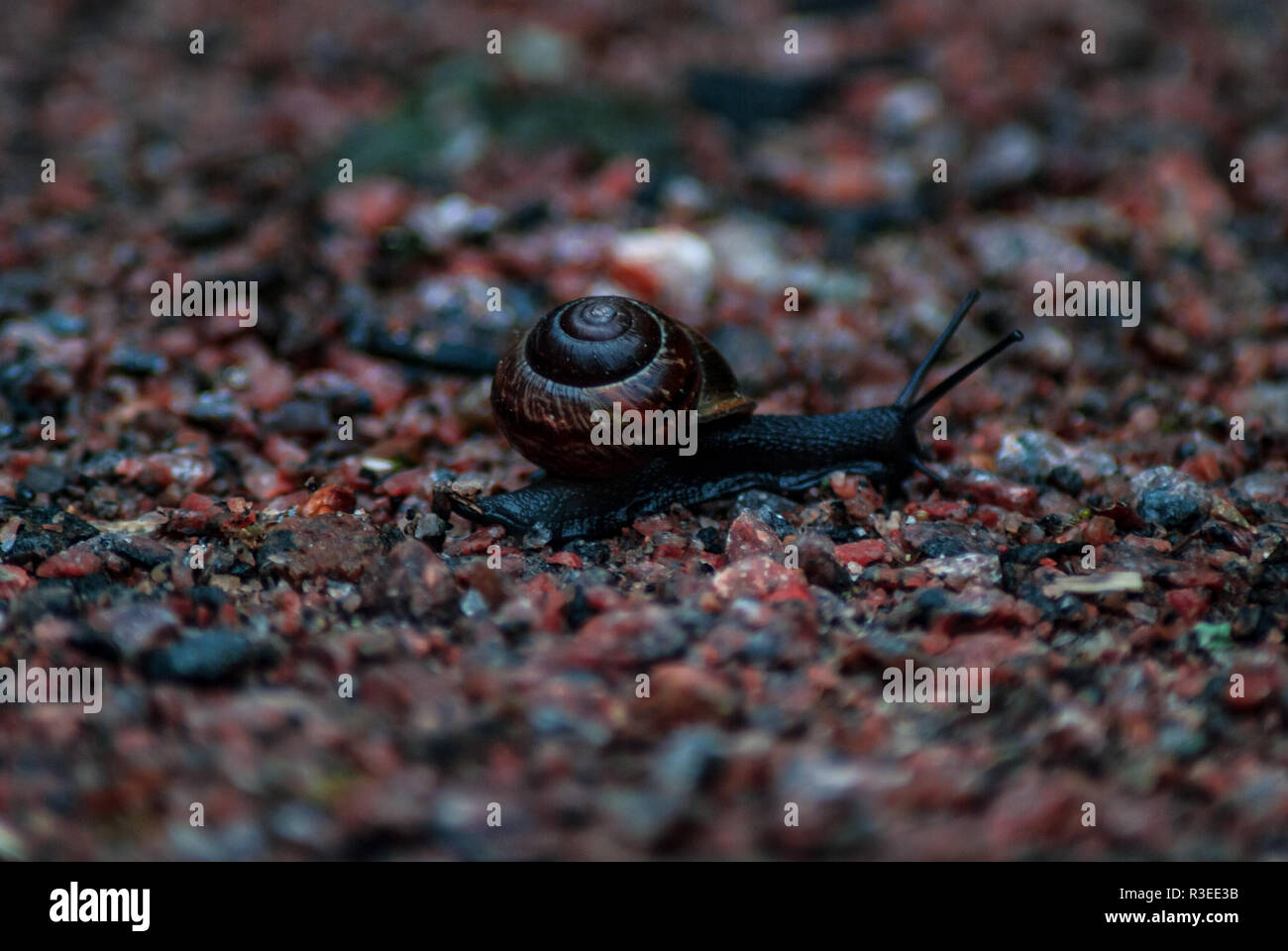 Macro shot di una piccola lumaca nera sulla ghiaia in Azaladalen, Slottsskogen, Gotenburg, Svezia Foto Stock