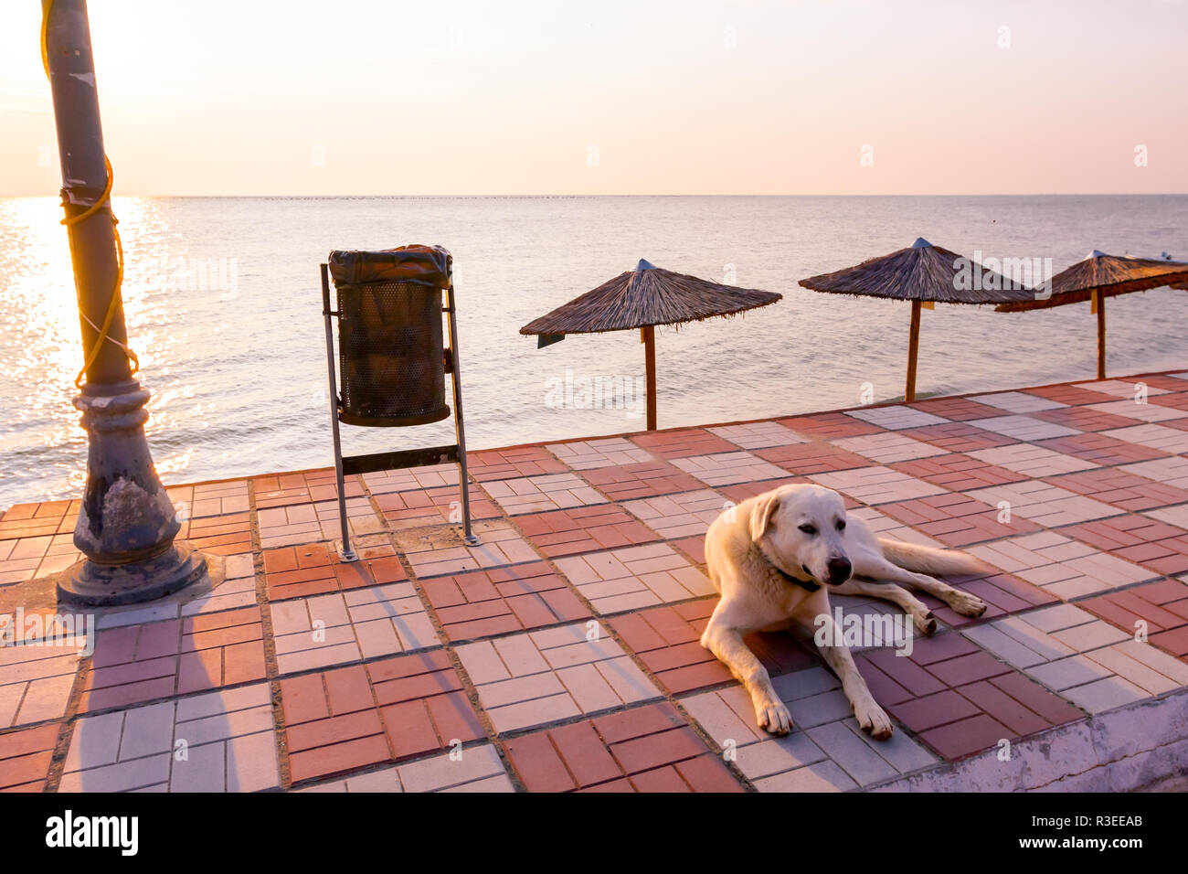 Il cane è in un momento di relax a mattina presto Sun, dawn, su una passerella piastrellato. Foto Stock