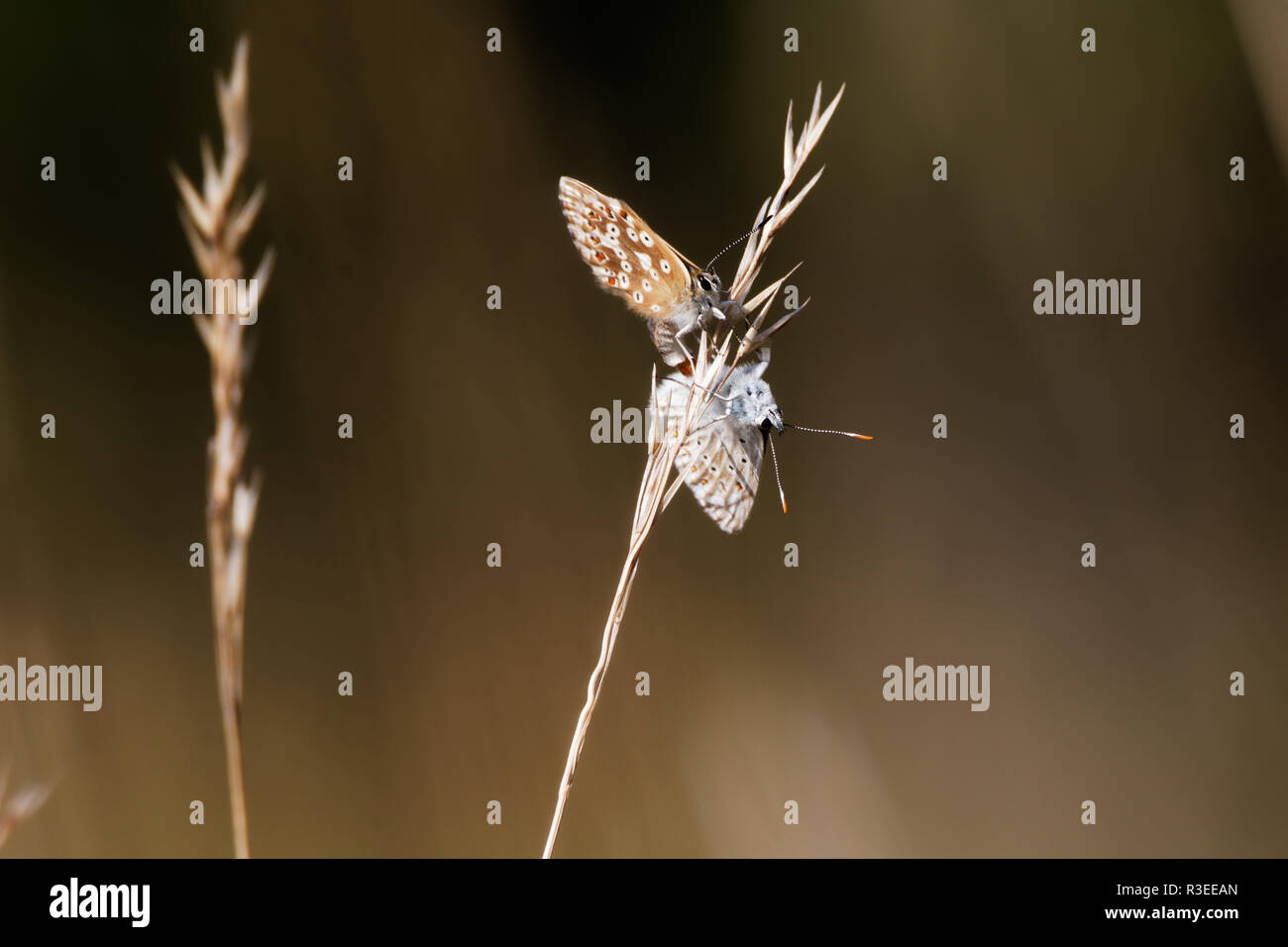 La leggermente rari (farfalla Polyommatus icarus) catturati coniugata con una femmina marrone seduti ad un regolare gras Foto Stock