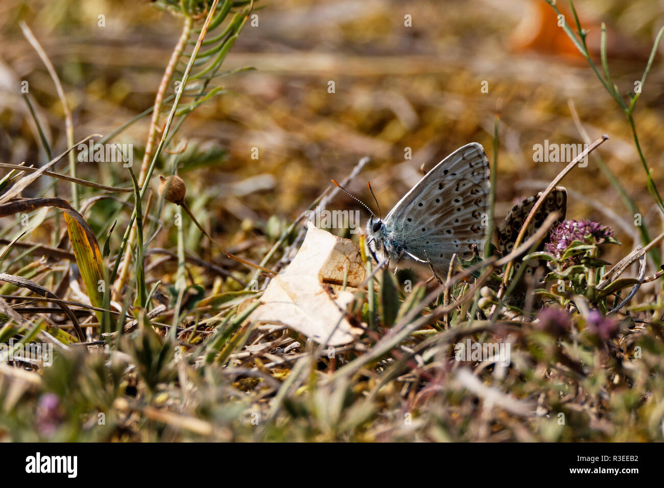 La leggermente rari (farfalla Polyommatus icarus) catturati coniugata con una femmina marrone seduto a terra Foto Stock