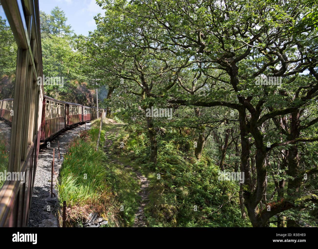 Treno che passa attraverso boschi nel Parco Nazionale di Snowdonia, Ffestiniog e Welsh Highland Railway, Wales, Regno Unito Foto Stock