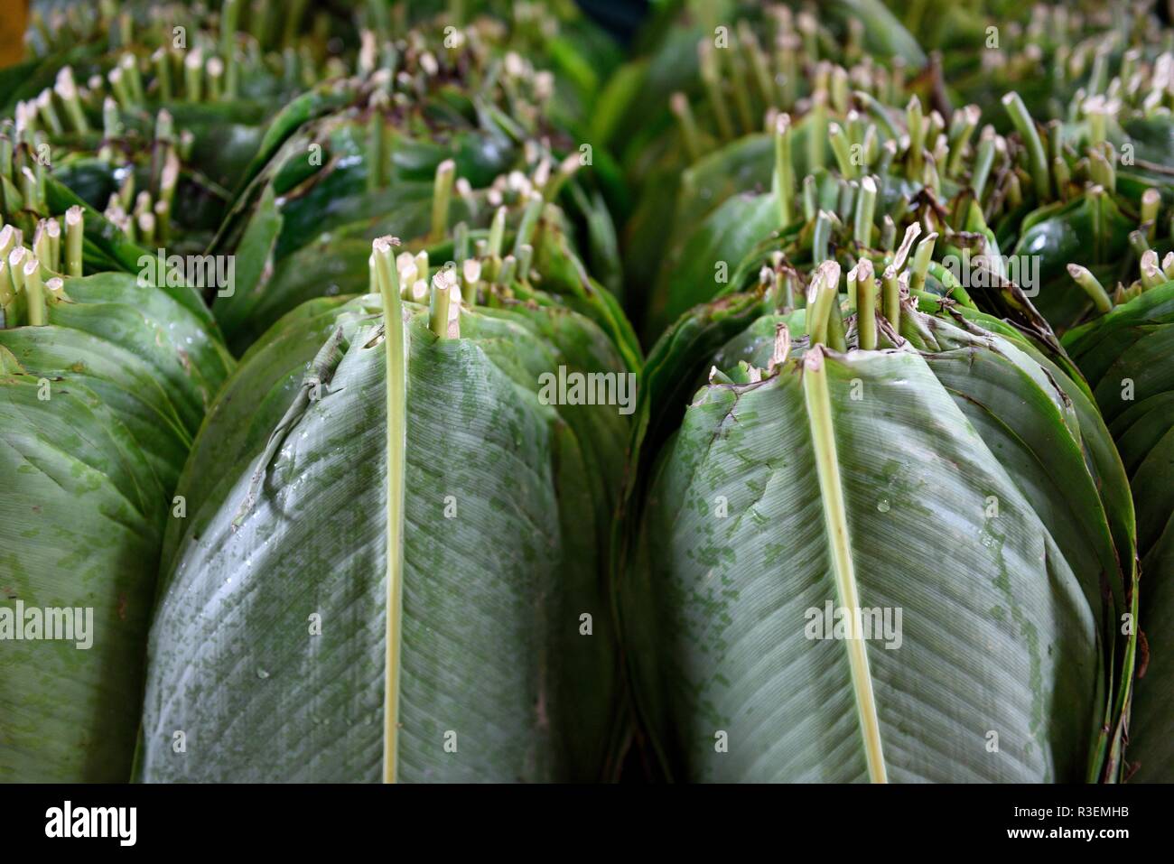 File di foglie di Bijao raccolte di recente dalla pianta Calatea lutea, utilizzata per cucinare e tamales in un mercato agricolo a Medellin, Colombia Foto Stock