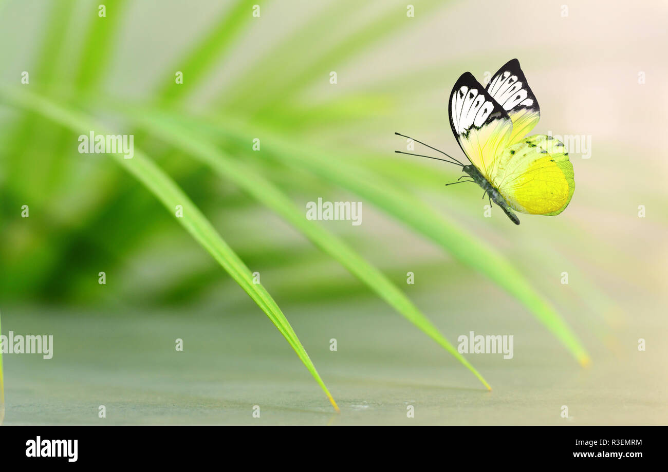 Bel colore giallo farfalla posata su foglie verdi. Foto Stock