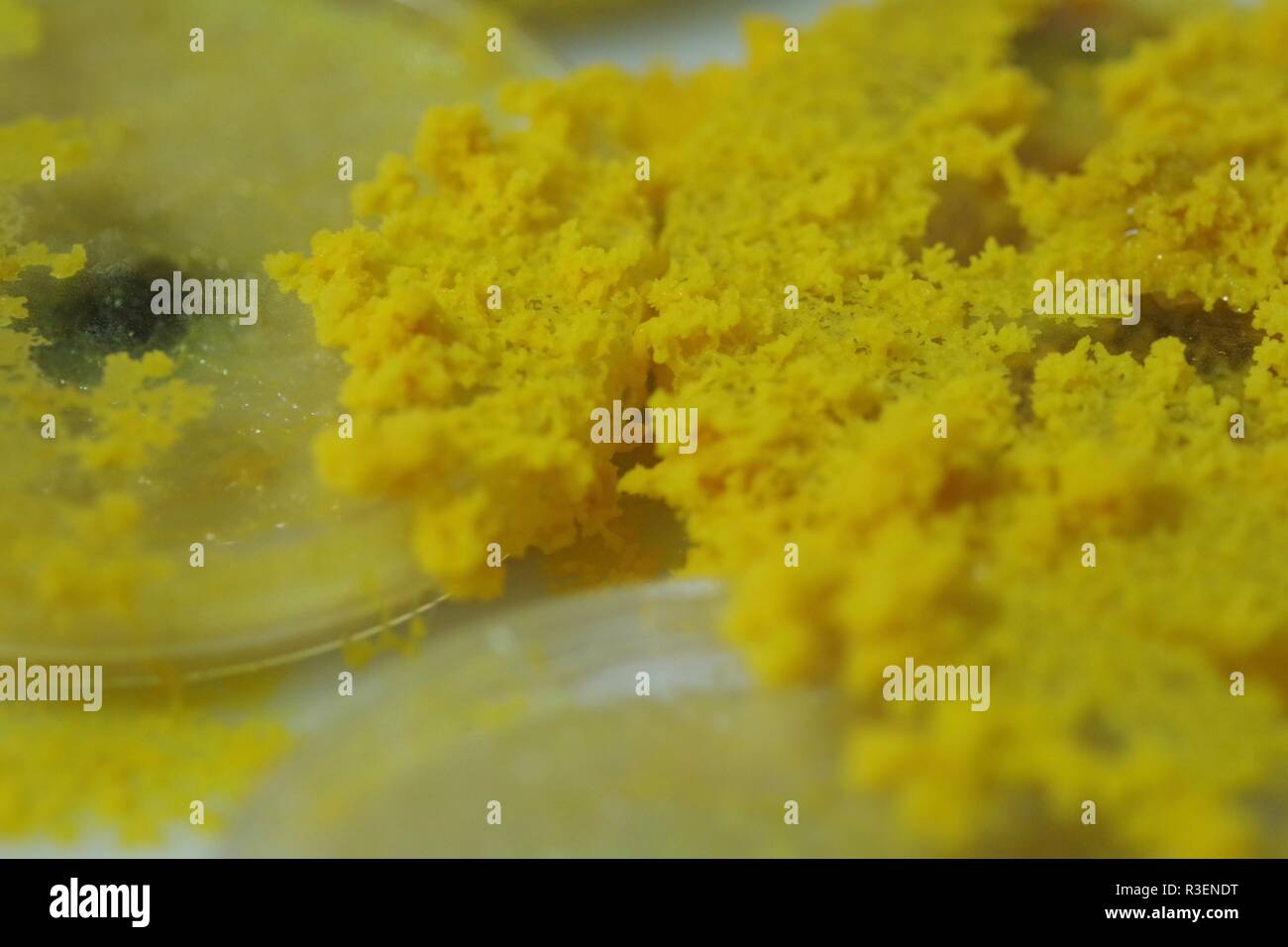 Fango giallo stampo (Physarum polycephalum) crescente rete e fuori di Agar piastre Petri. Laboratorio di Biologia Progetto, Scotland, Regno Unito. Foto Stock