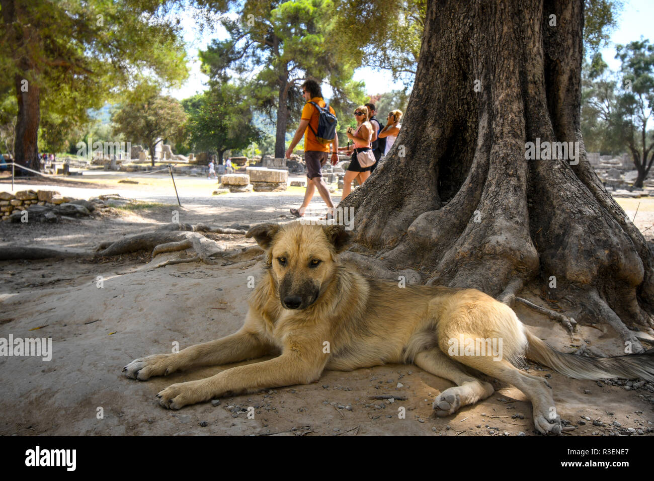 I turisti a piedi da un cane randagio come egli siede in ombra sotto un albero in un sito antico delle Olimpiadi greche a Olympia, Grecia. Foto Stock