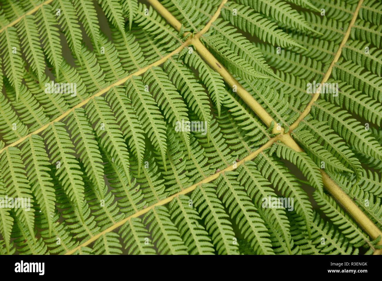 File di intricati modelli di foglia su un ramo verde felce nelle Ande settentrionali della Colombia, Sud America Foto Stock