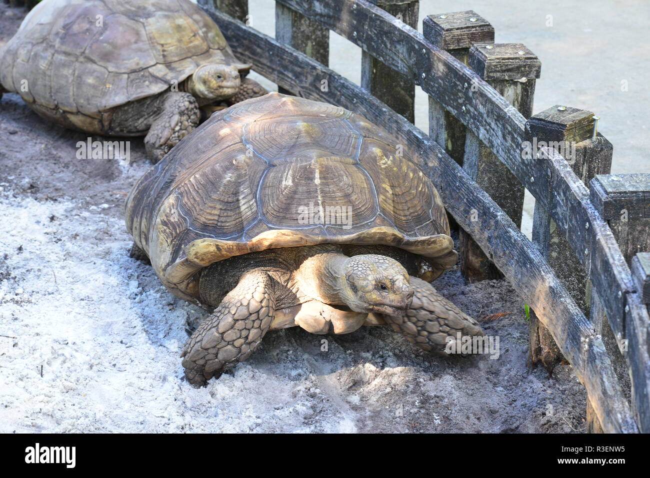 Una tartaruga gigante a Florida Keys in America Foto Stock