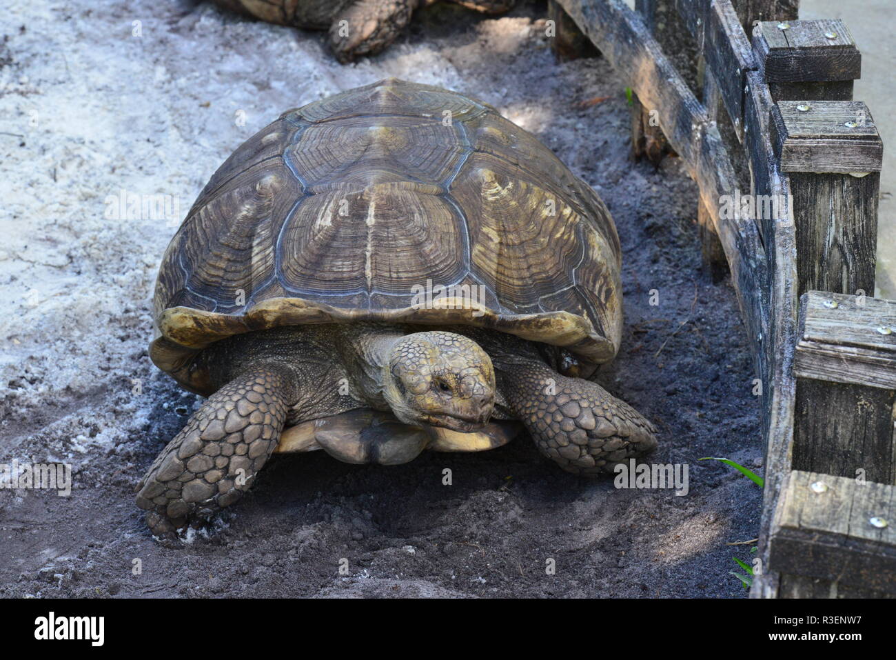 Una tartaruga gigante a Florida Keys in America Foto Stock