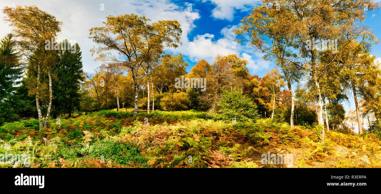 Sfumature di colori del bosco in autunno con le piante di felce in primo piano Foto Stock