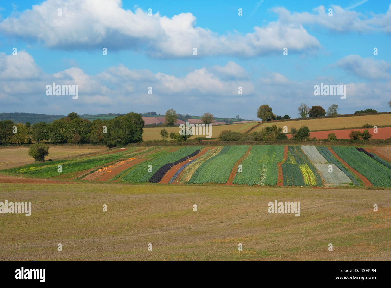 Varietà di verdure compresi zucche, che cresce in un campo di Devon, Regno Unito - Giovanni Gollop Foto Stock