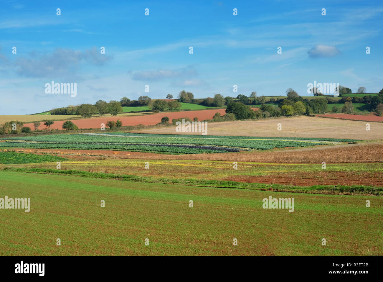Varietà di verdure compresi zucche, che cresce in un campo di Devon, Regno Unito - Giovanni Gollop Foto Stock