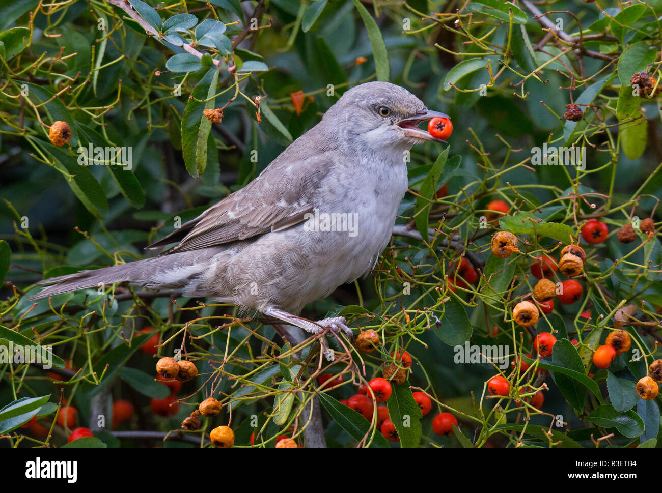 Bloccate trillo, a Titchfield Haven, Inghilterra Foto Stock