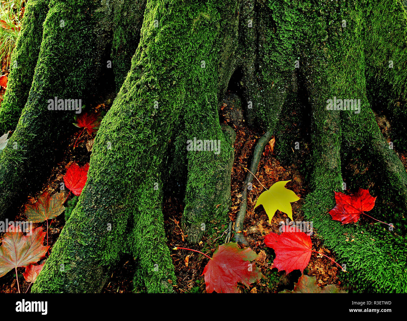 Radice in autunno Foto Stock