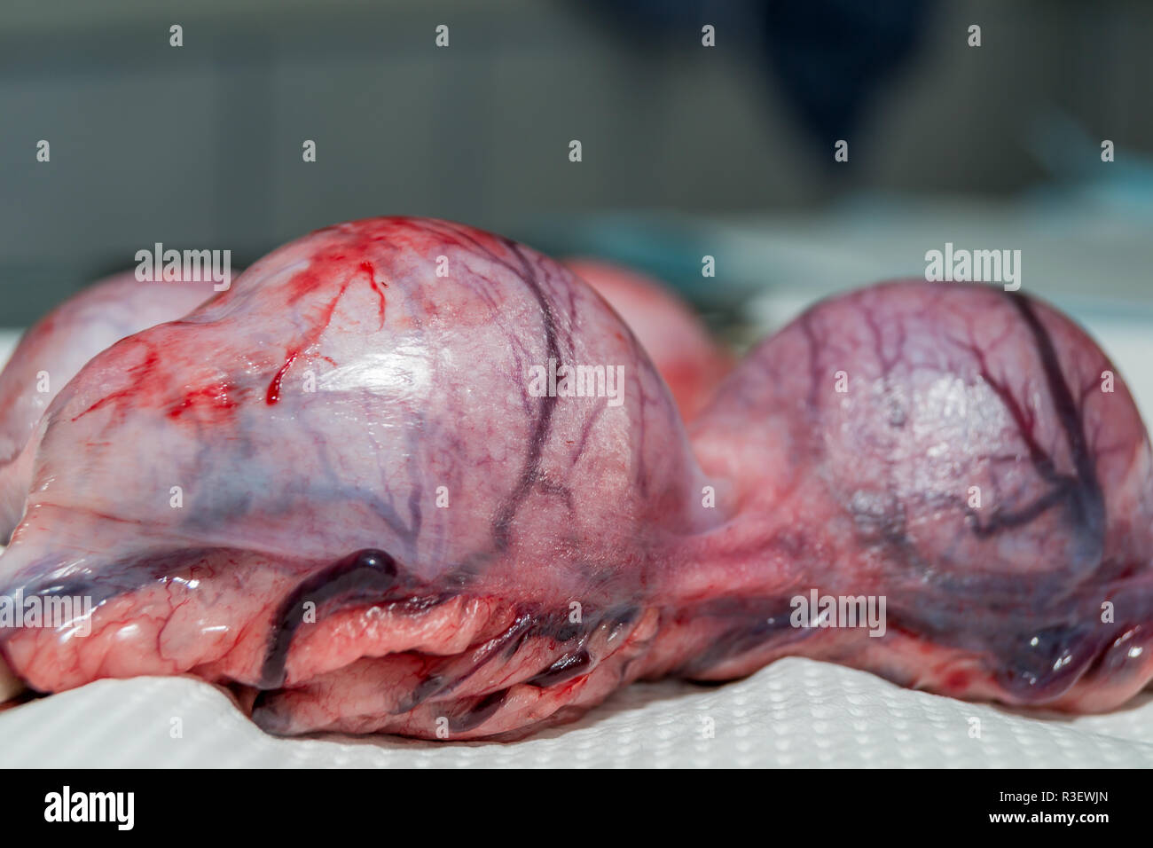 Un cane femmina utero e ovaie rimosse Foto Stock