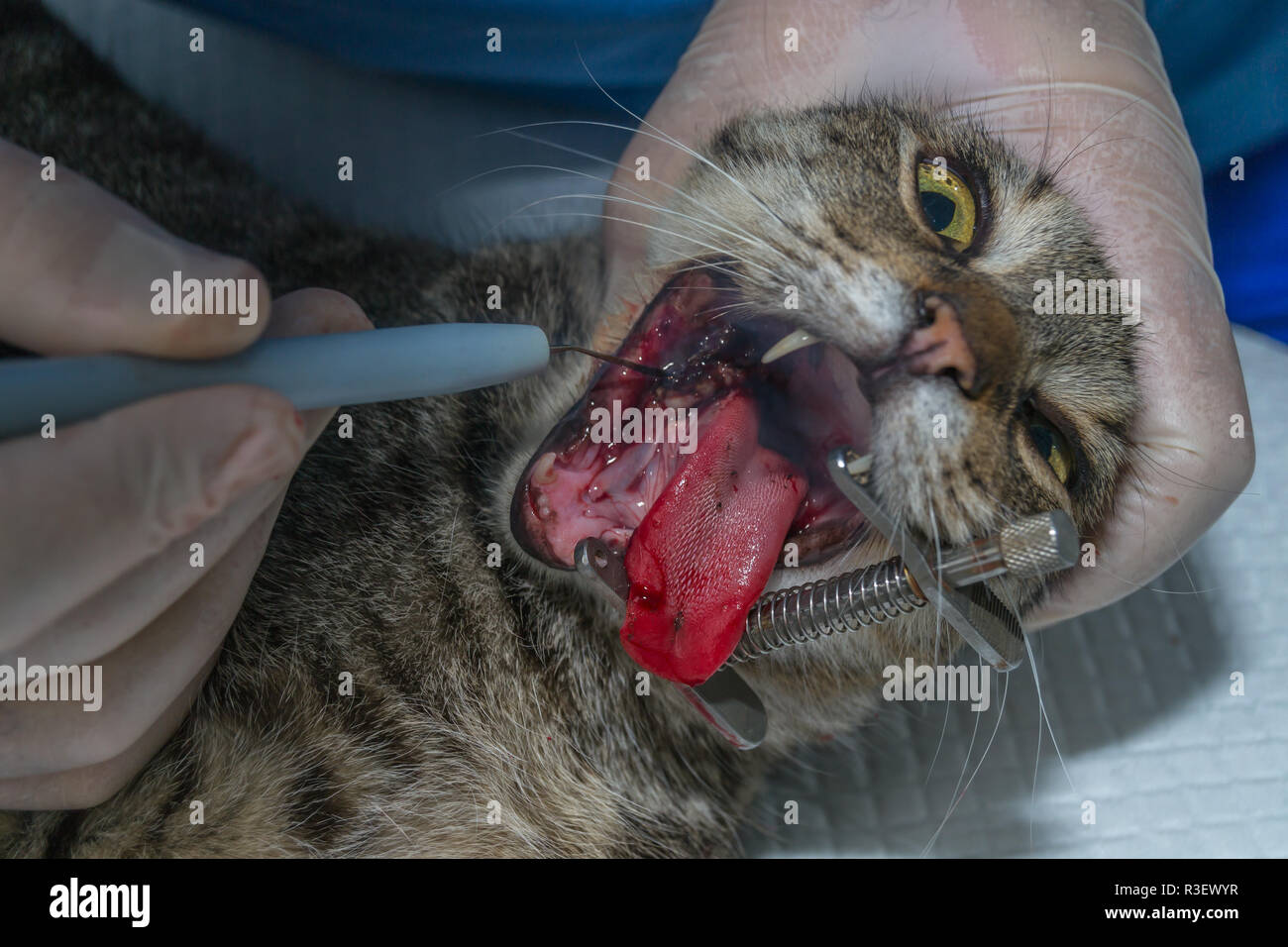 Gatto con la tonsillite, rimozione tonsille con elettrocauterizzazione, chirurgia orale negli animali domestici Foto Stock