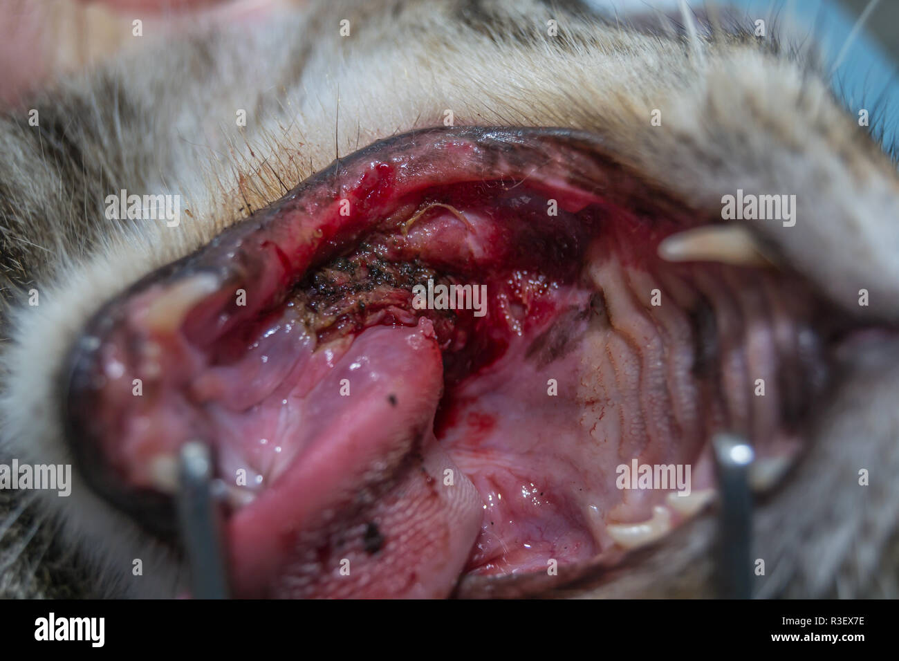 Gatto con la tonsillite, rimozione tonsille con elettrocauterizzazione, chirurgia orale negli animali domestici Foto Stock