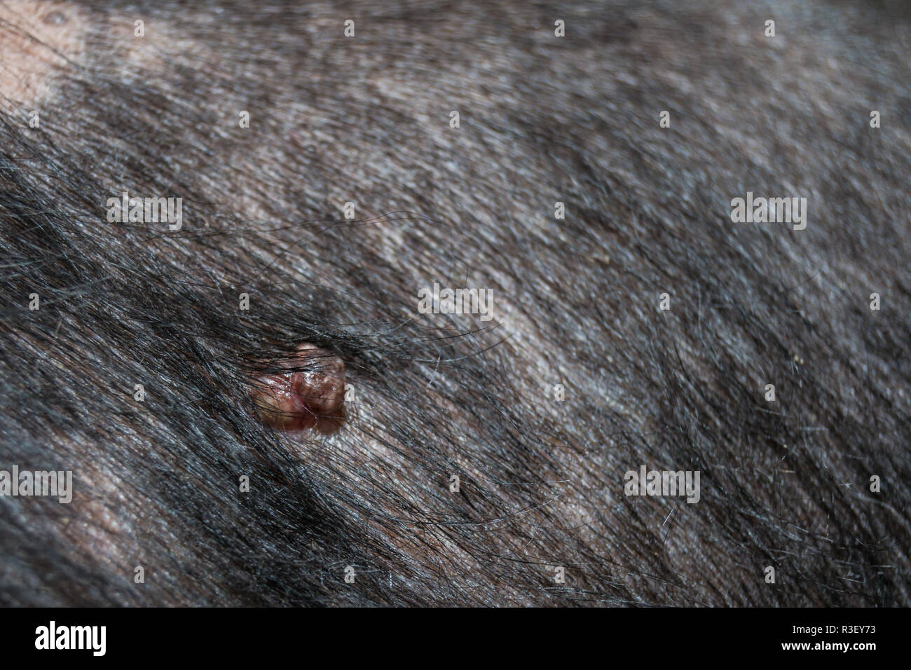 Cocker Spaniel cane di razza da papilloma virus infezione, vecchio cane Foto Stock