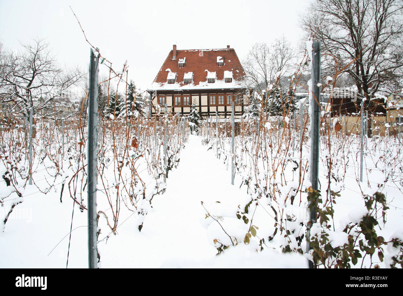 Weingarten nella neve Foto Stock