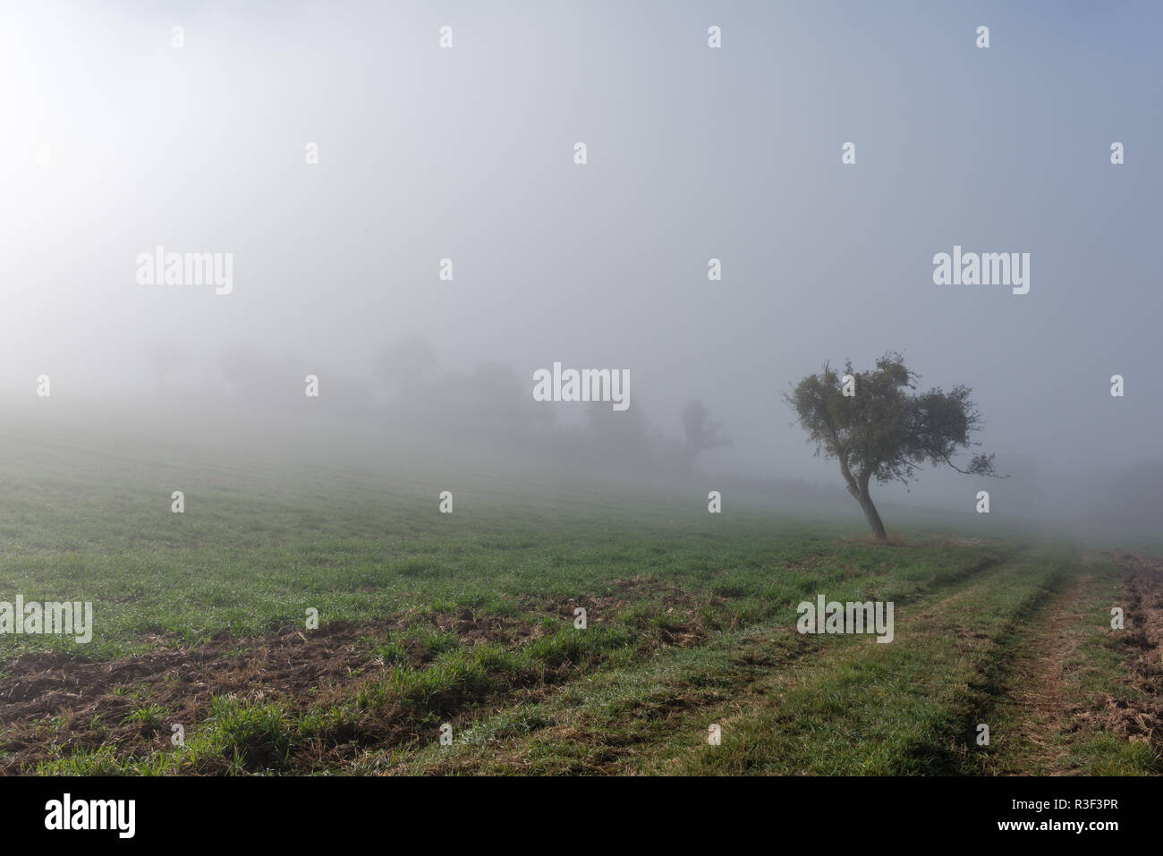 High fog fino alle colline e nelle valli vicino Irsch, città di Saarburg, Renania-Palatinato, Germania Foto Stock