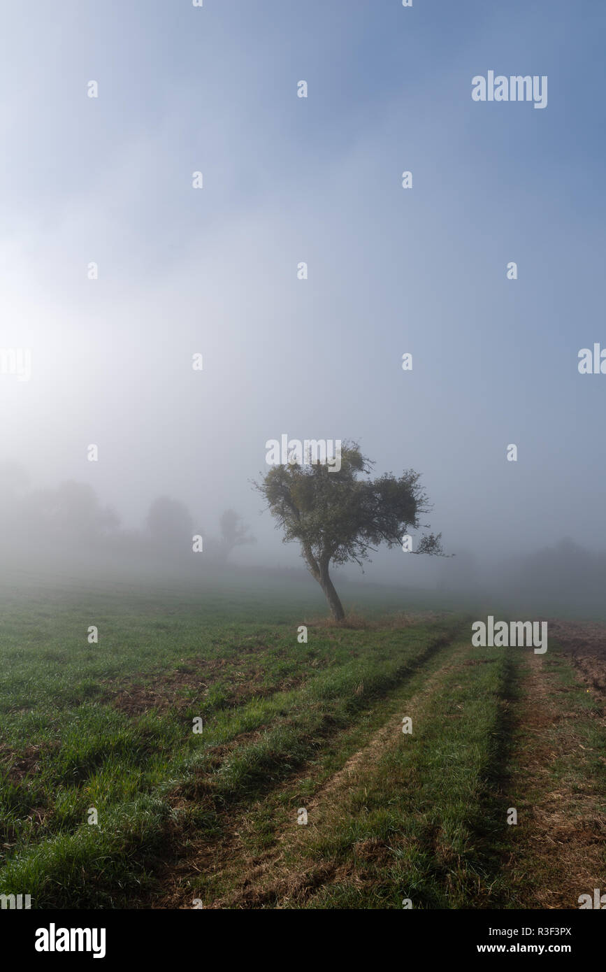 High fog fino alle colline e nelle valli vicino Irsch, città di Saarburg, Renania-Palatinato, Germania Foto Stock