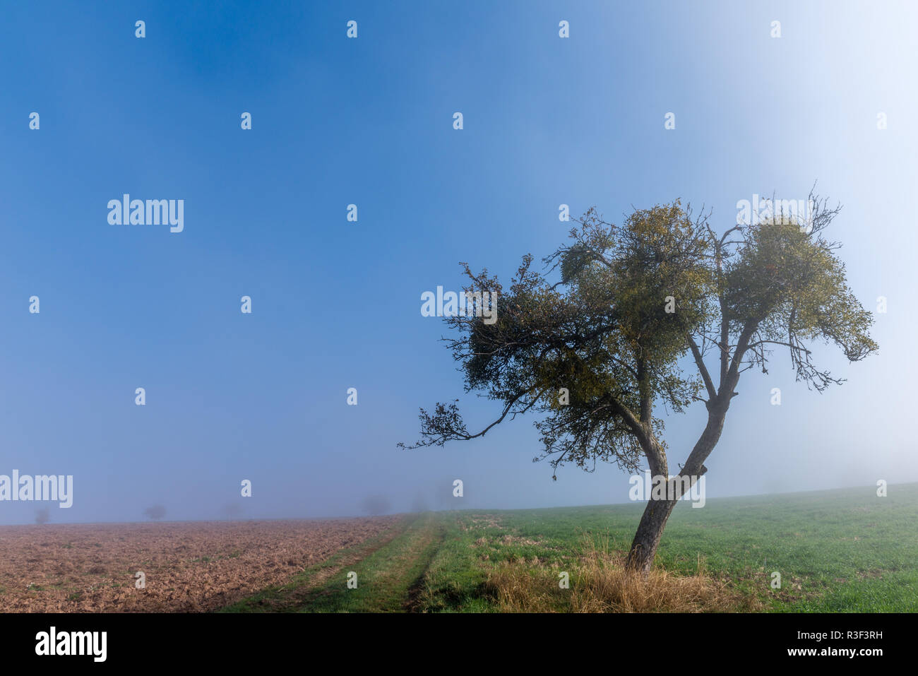 High fog fino alle colline e nelle valli vicino Irsch, città di Saarburg, Renania-Palatinato, Germania Foto Stock