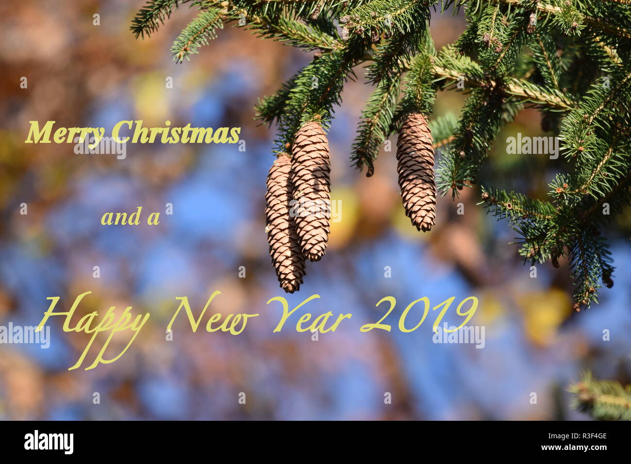 Vista ravvicinata di un pino mugo ramo di albero con cono di abete appesi sui rami, Natale e il nuovo anno di vacanza del concetto, auguriamo a tutti buon Natale e Felice Anno Nuovo. Foto Stock