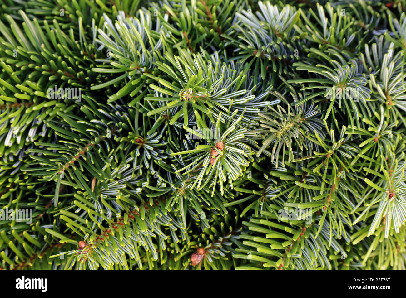 Verde abete dell'abete Nordmann Foto Stock