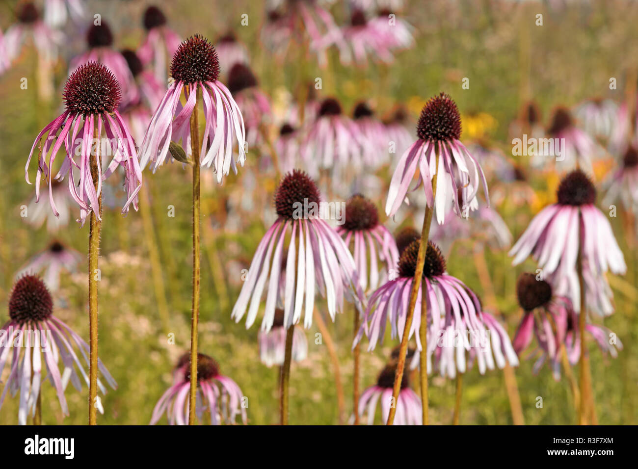 Estate Indiana prairie echinacea echinacea pallida Foto Stock