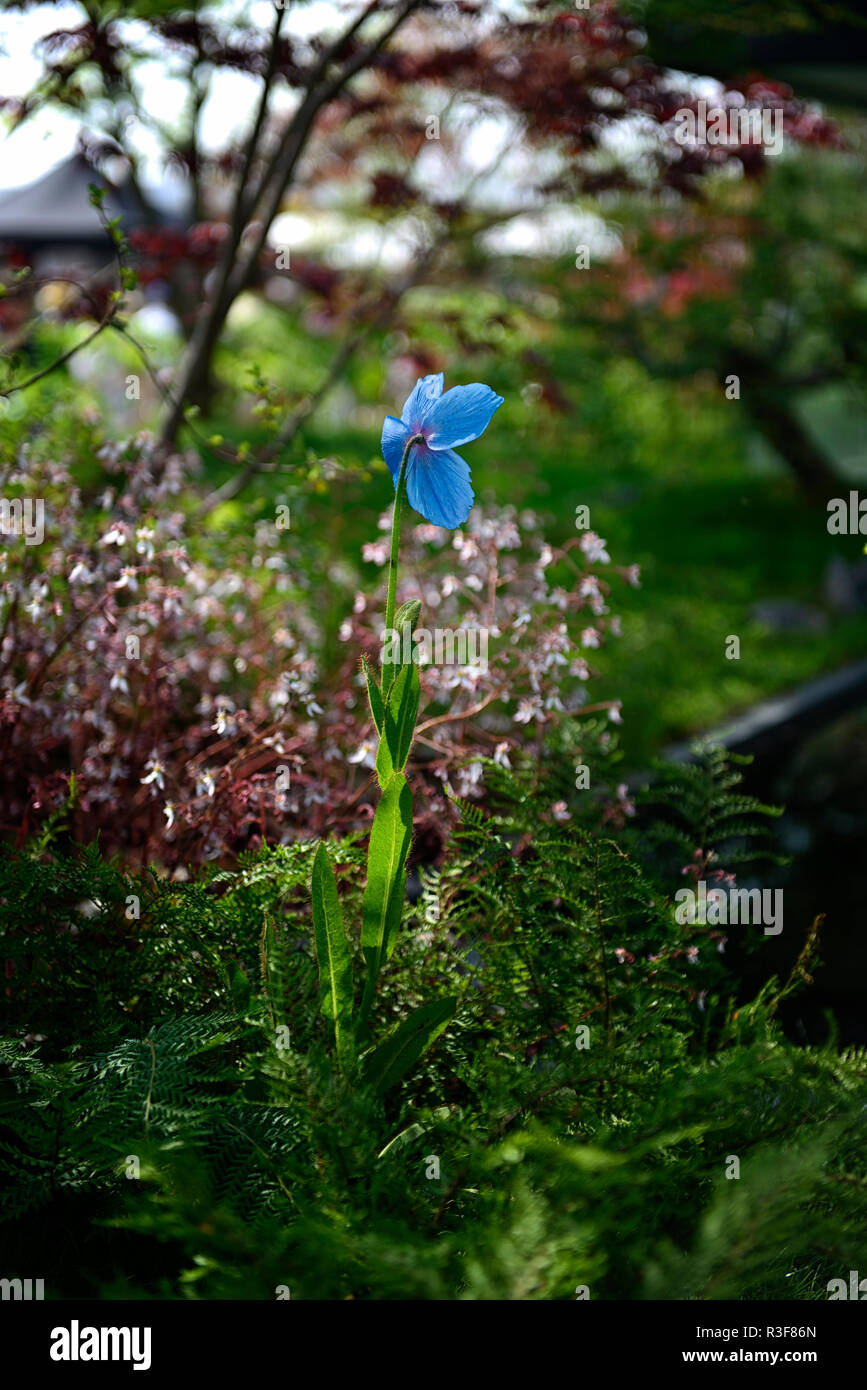 Meconopsis betonicifolia,blu,papavero papaveri himalayana,fiore,fiori,all'ombra,ombroso ombreggiate,giardino,RM Floral Foto Stock