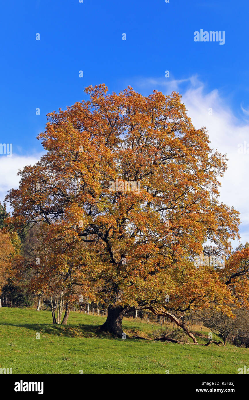 Oak in foglie di autunno Foto Stock