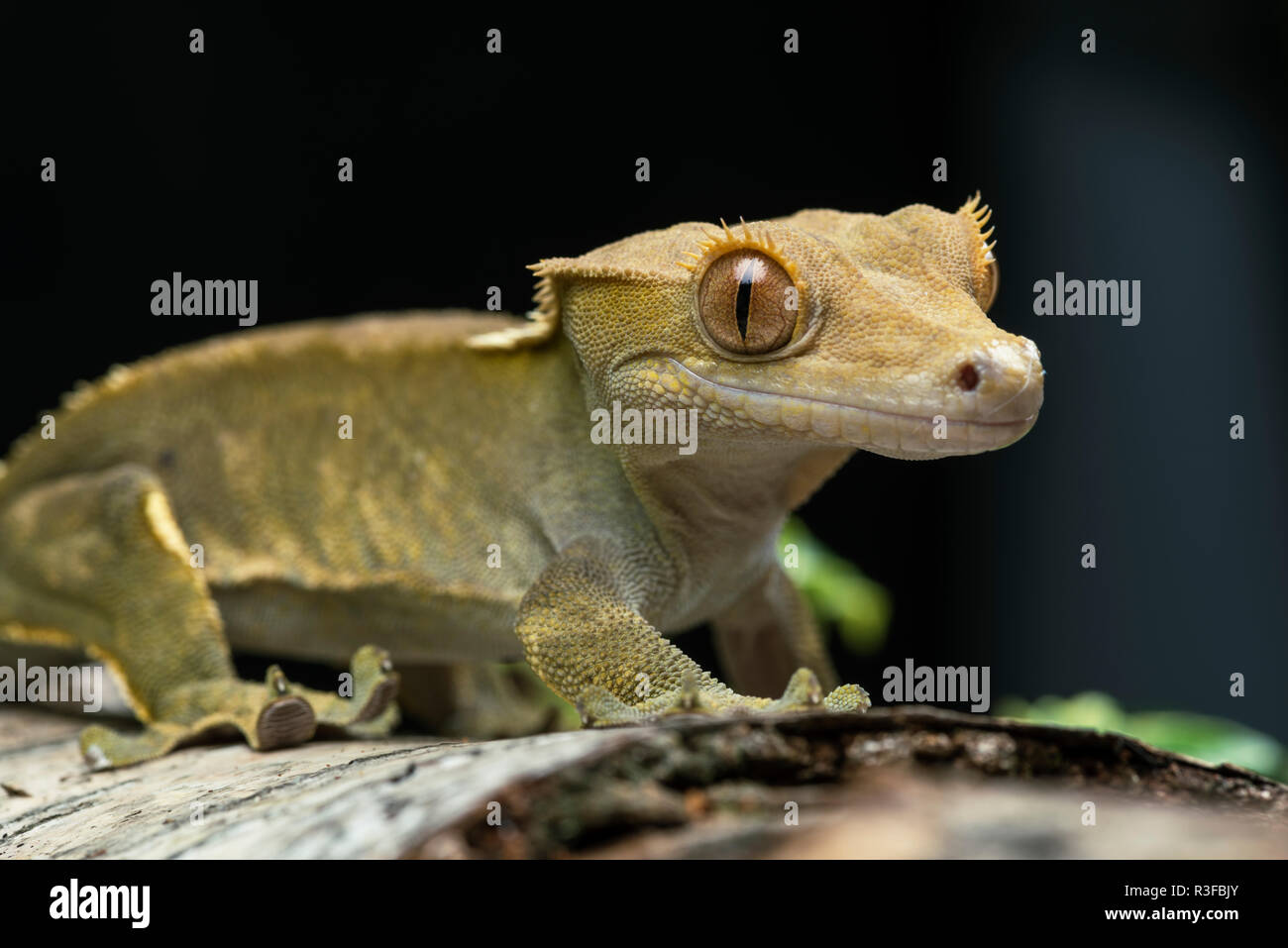 Questo crested gecko, nativo di Nuova Caledonia, ha solo tre popolazioni a sinistra nel selvaggio e è una specie vulnerabili. Foto Stock