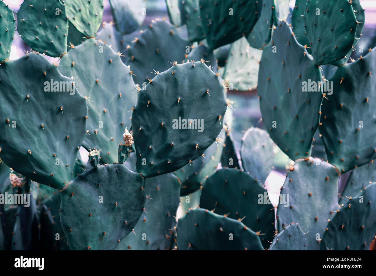 Naturali freschi di succulenti cactus con spine di close-up, esotico sfondo botanico Foto Stock