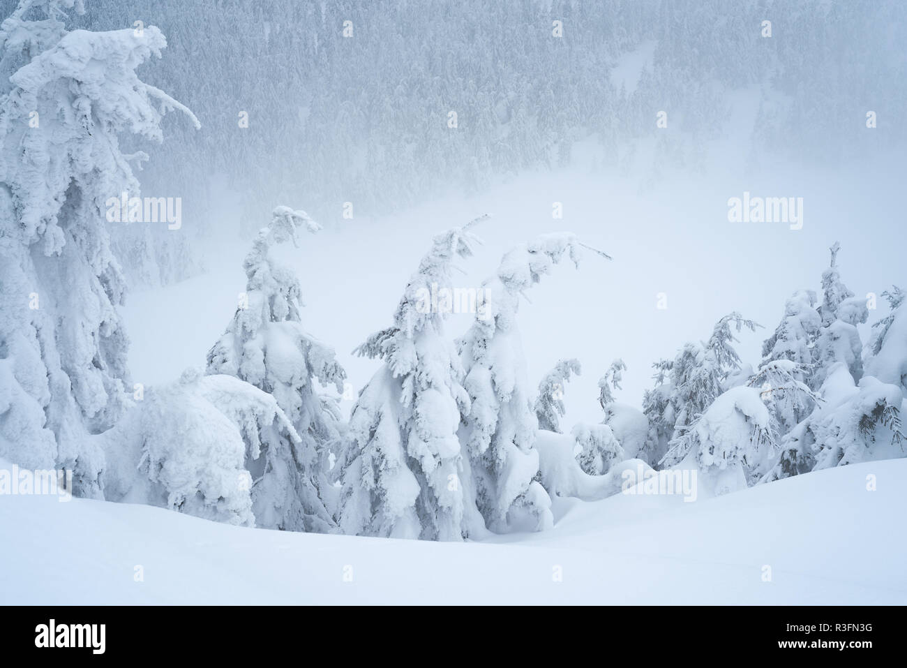 Inverno meteo con cumuli di neve e nebbia in montagna bosco di abete rosso. Alberi curvi sotto il peso della neve Foto Stock