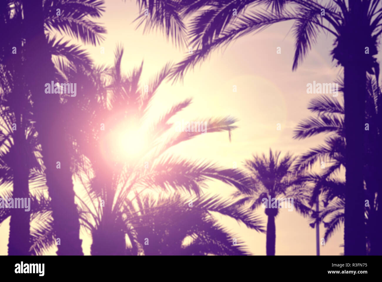 Defocalizzata palme contro il tramonto, lens flare effetto. Foto Stock