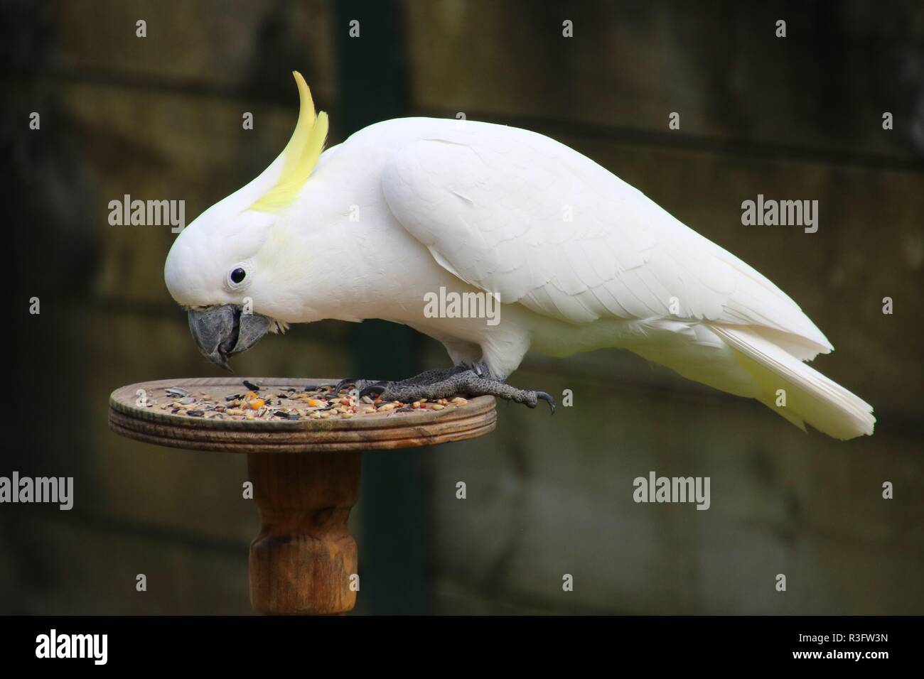 Zolfo bianco crested cacatua alimentando in giardino Foto Stock