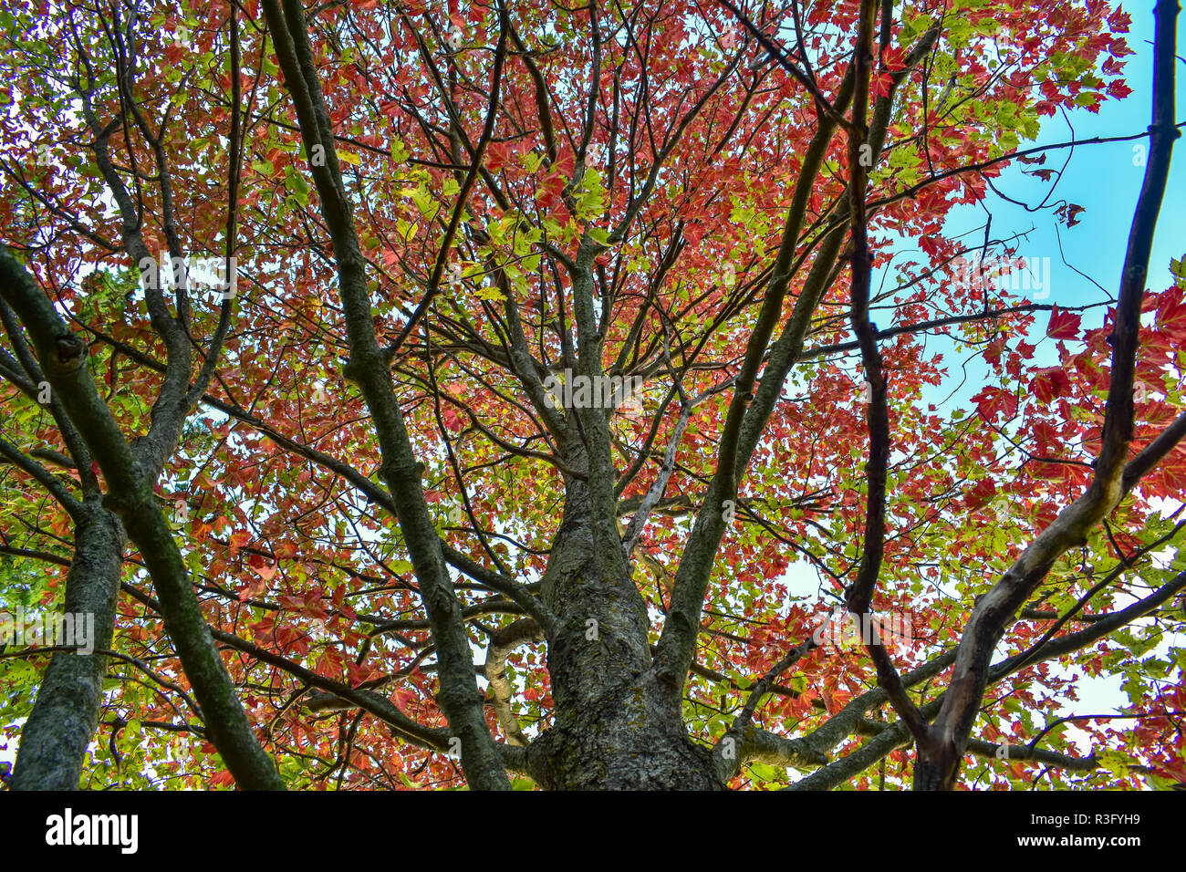 La vista dal basso di un acero rosso scarlatto. Questo è uno dei primi alberi di cambiare colore qui nel Michigan. Questo albero è di circa da 50 a 60 piedi di altezza. Foto Stock