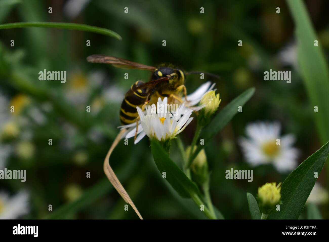 Hornet atterraggio su un fiore selvatico qui nel Michigan. Questa è stata scattata a fine settembre su uno degli ultimi giorni caldi qui nel Midwest. Foto Stock