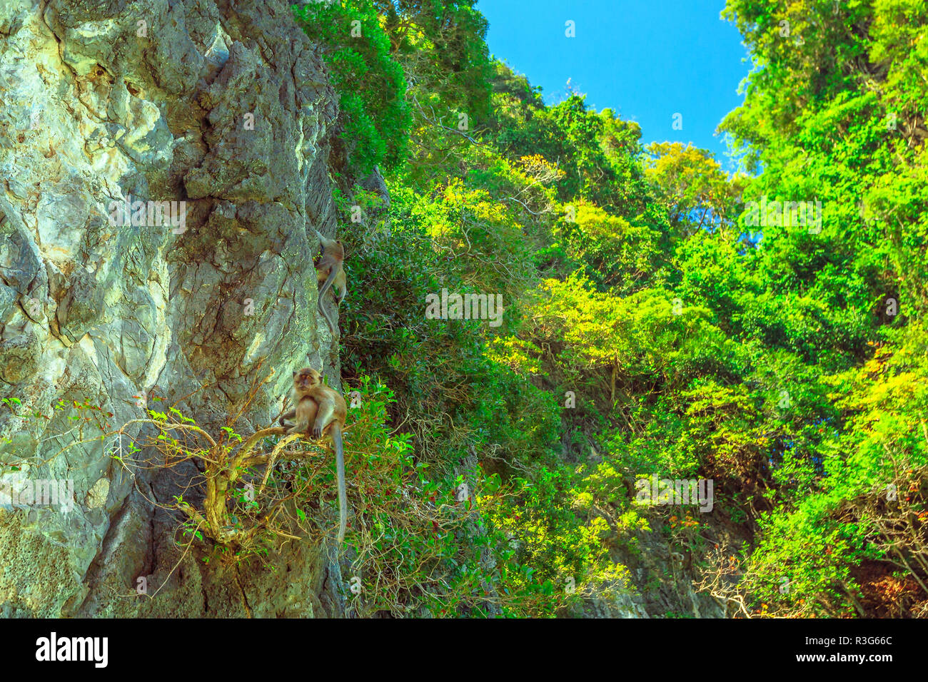 La Spiaggia delle Scimmie, Ko Phi Phi Don di Phi Phi Islands, Krabi, Thailandia. Una scimmia sopra un albero nella vegetazione tropicale dell'isola thailandese, famosa attrazione turistica. Foto Stock