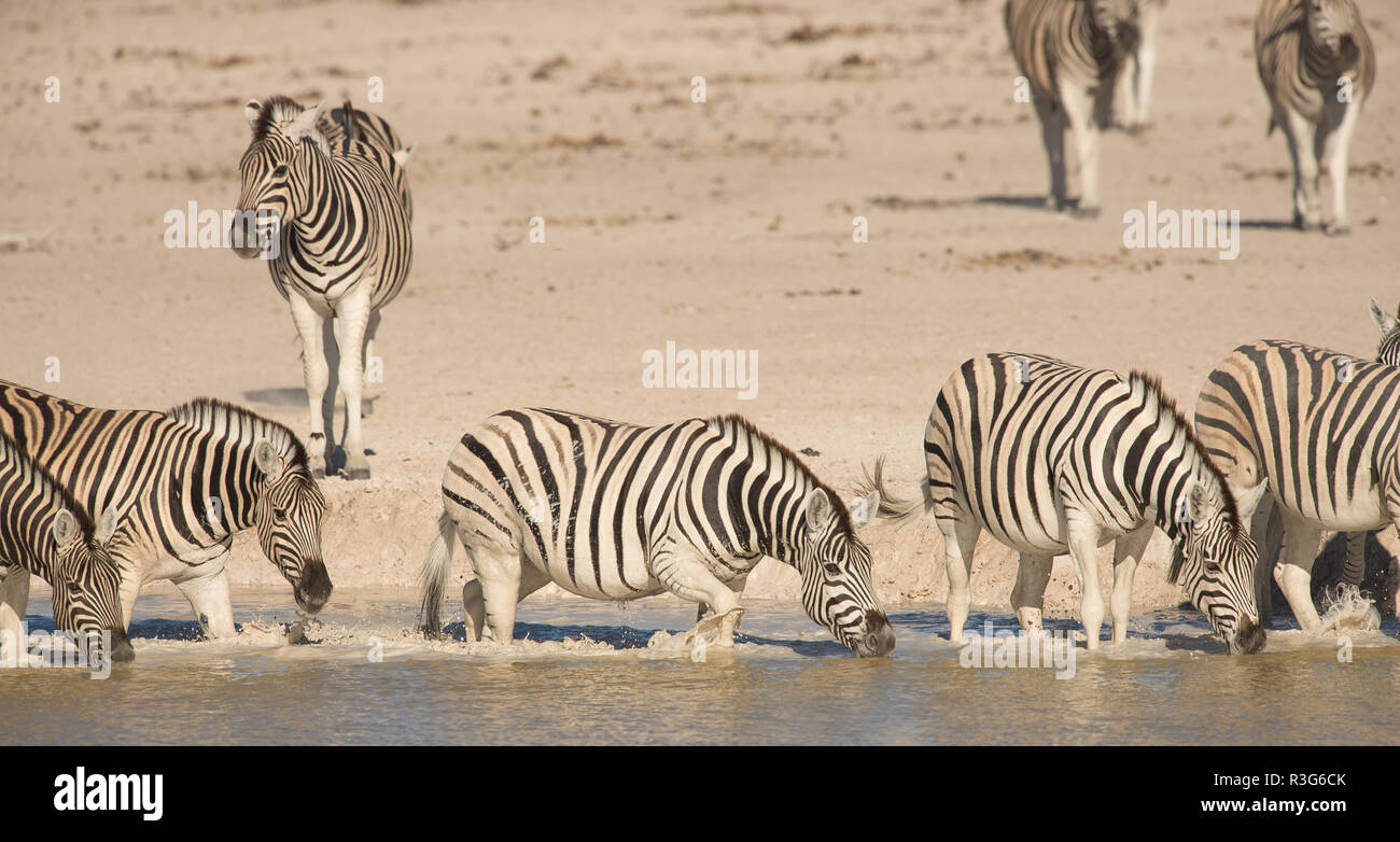 Zebre a waterhole Foto Stock