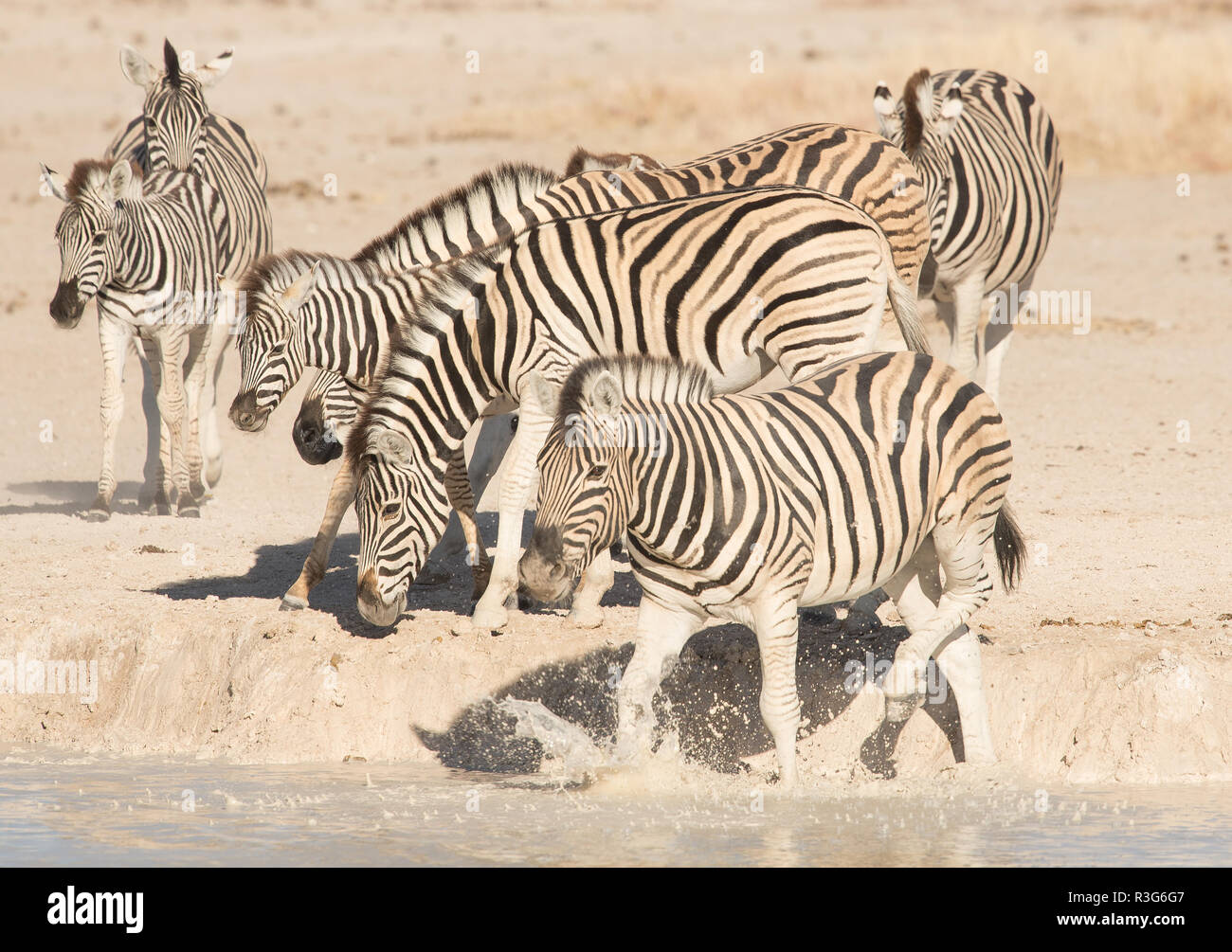 Zebre a waterhole Foto Stock