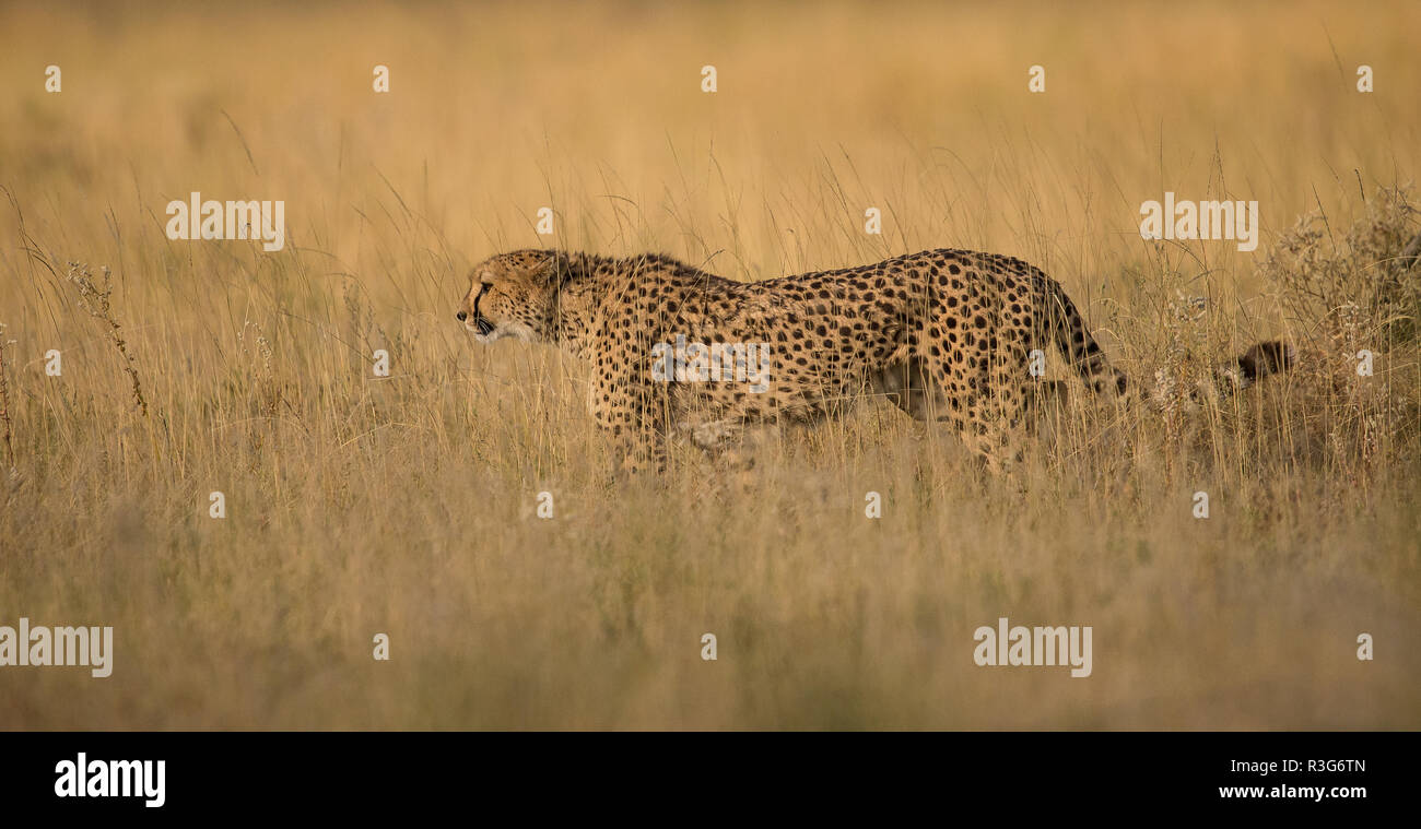 Ghepardo nell'erba alta nel parco nazionale Etosha Foto Stock