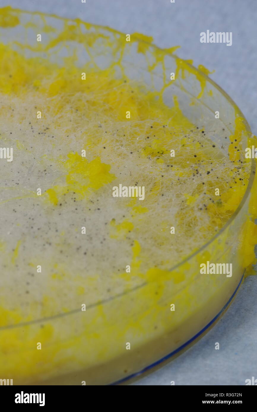 Fango giallo stampo (Physarum polycephalum) e fungine di muffa e la rete di formazione di agar in piastra Petri. Laboratorio di Biologia Progetto, Scotland, Regno Unito. Foto Stock