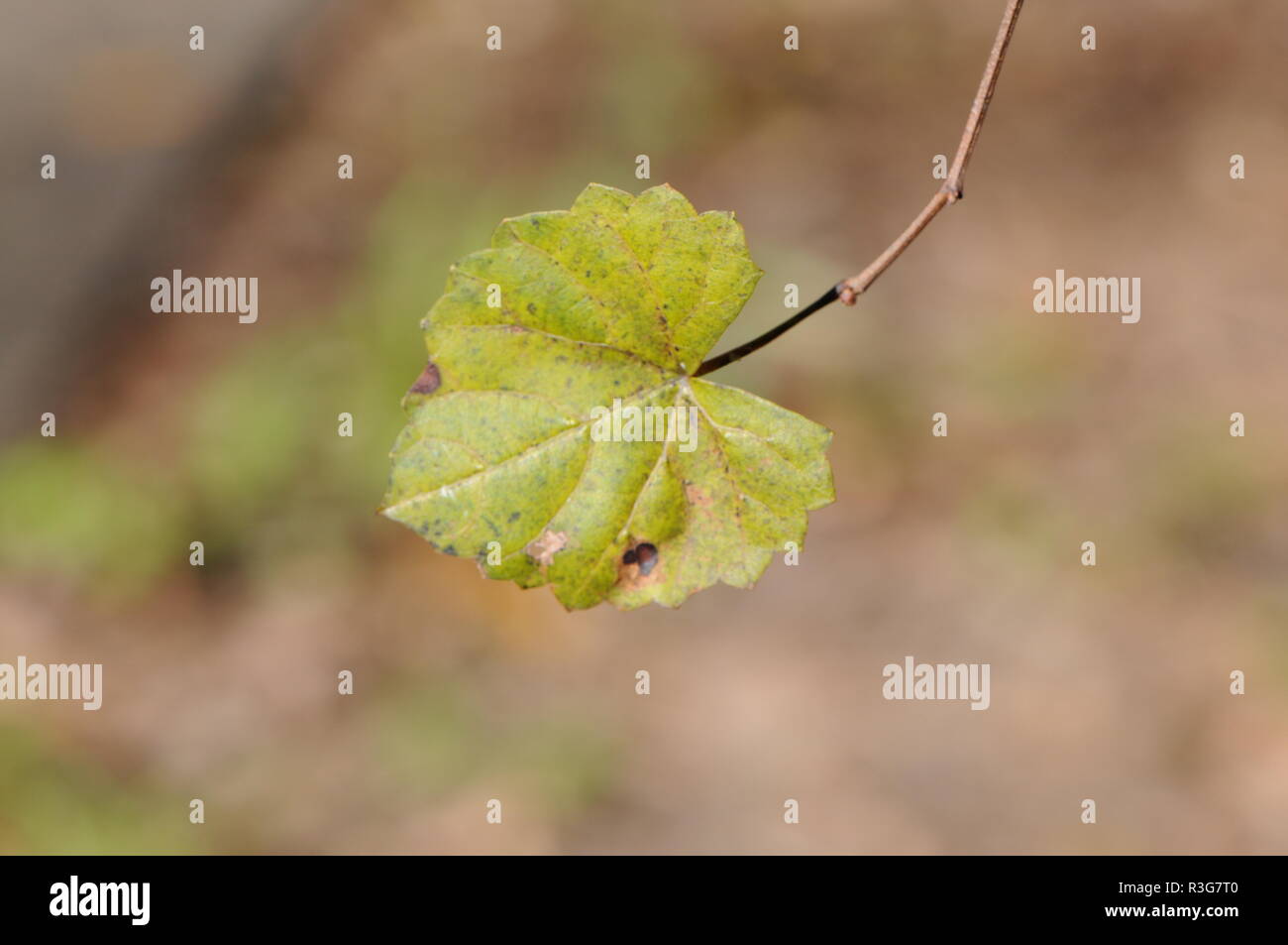 Ultima foglia verde di caduta Foto Stock