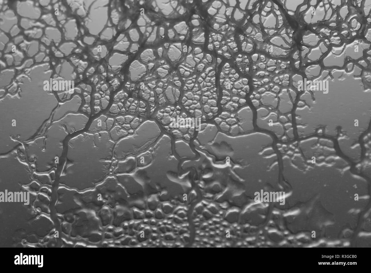 Macro di fango giallo stampo (Physarum polycephalum) la crescita e la formazione della rete di agar in piastra Petri. Laboratorio di Biologia Progetto, Scotland, Regno Unito. Foto Stock