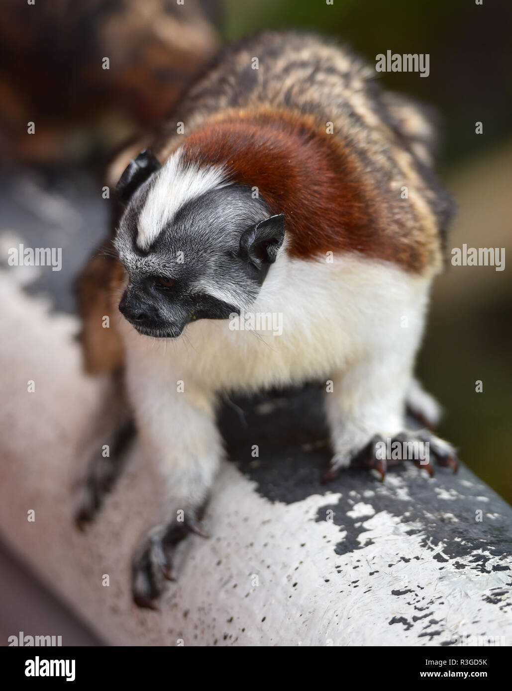 Geoffroy's tamarin (Saguinus geoffroyi) piccola scimmia in Panama rain forest. AKA il panamense, rosso-crested o rufous-naped Tamarin. Foto Stock