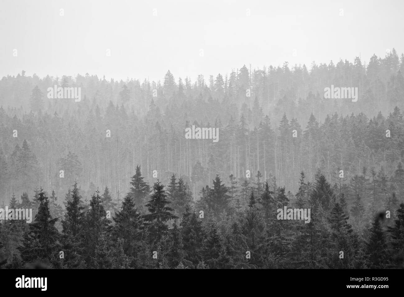 Brumoso paesaggio in Brocken,Harz,Germania.Brocken im Nebel und Regen,Harz. Foto Stock