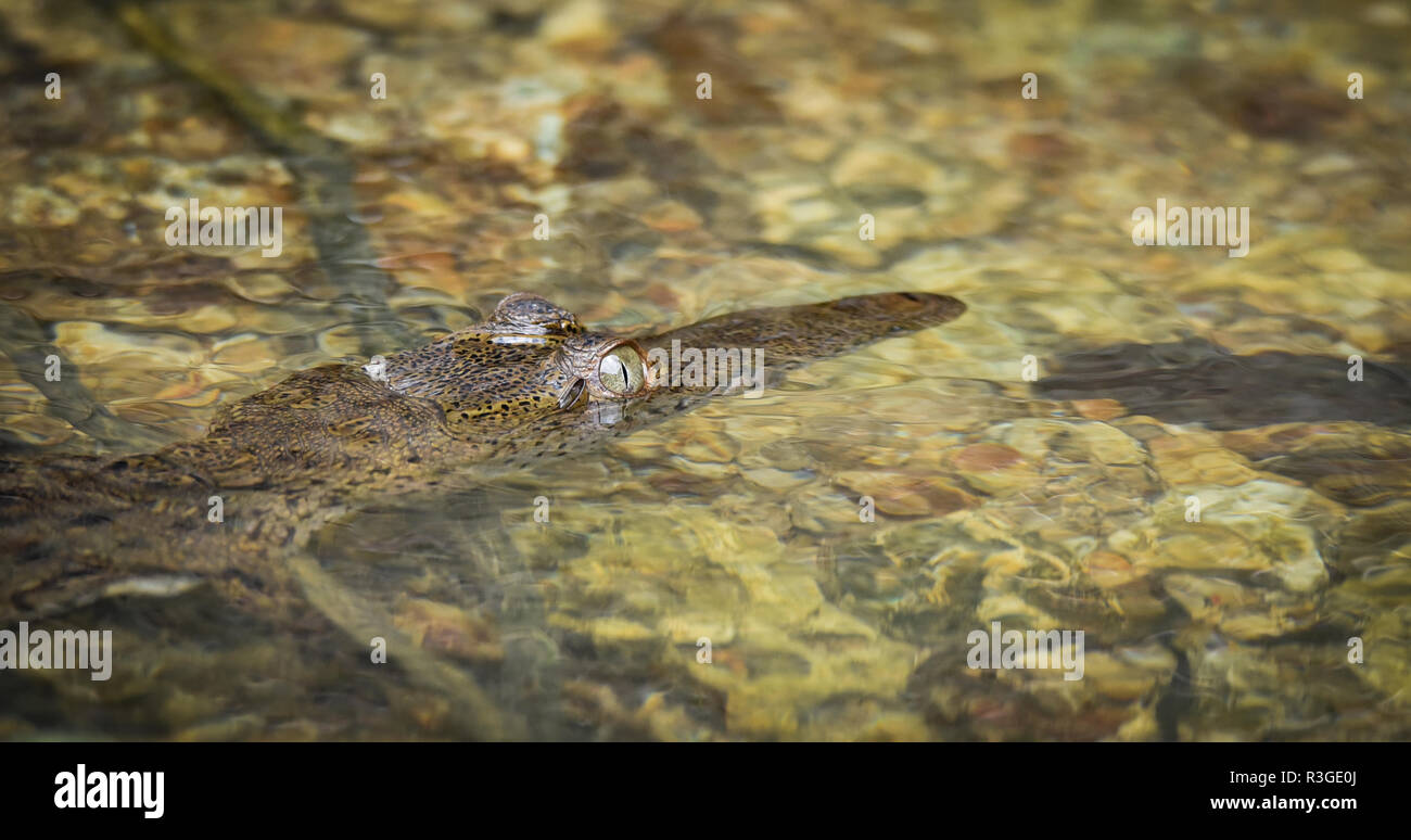 Giovani Crocodile (Crocodylus acutus ) nel suo habitat nelle acque wild Panama rain forest river. Giovani coccodrillo panamense in habitat acque. Foto Stock