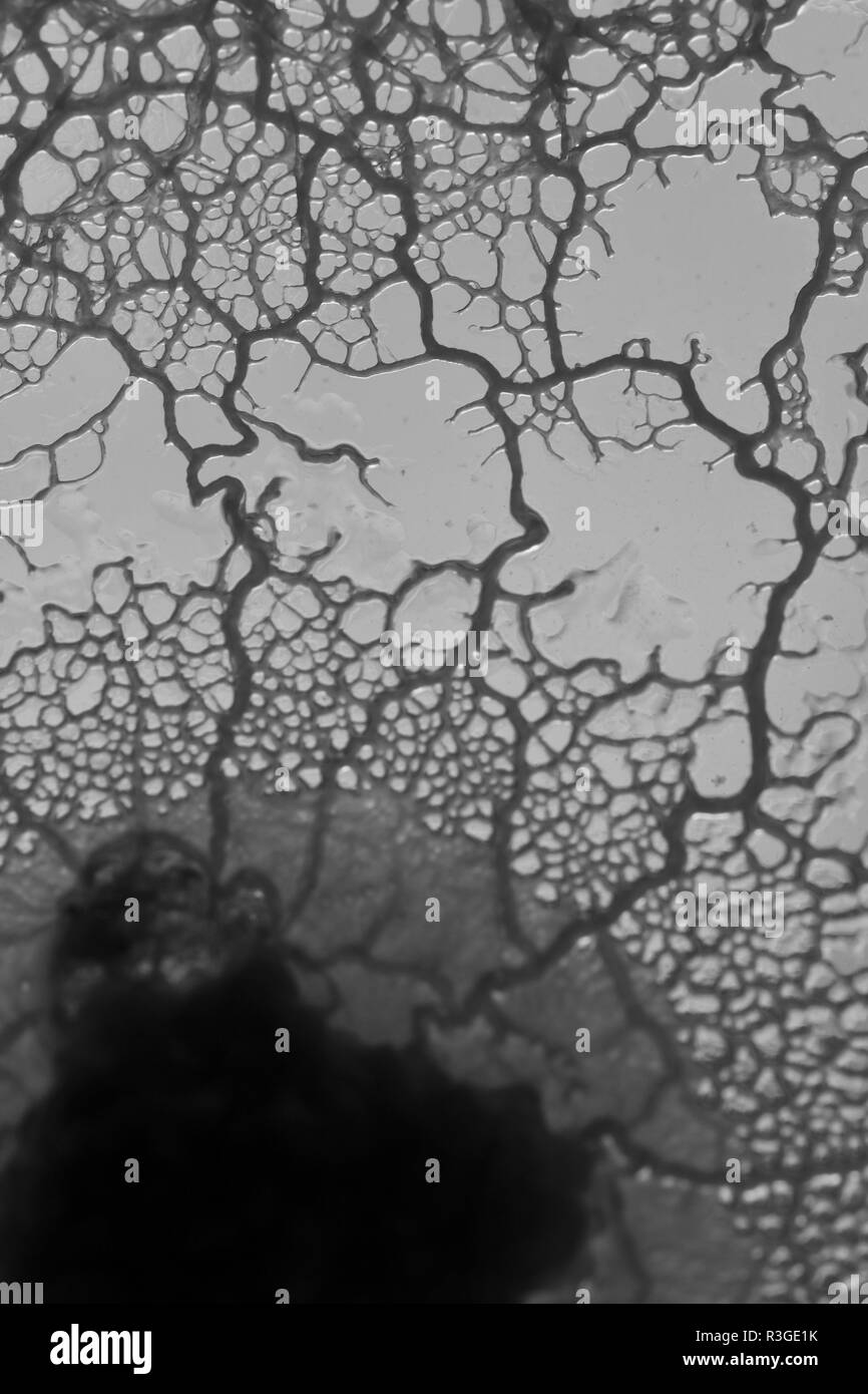 Macro di fango giallo stampo (Physarum polycephalum) la crescita e la formazione della rete di agar in piastra Petri. Laboratorio di Biologia Progetto, Scotland, Regno Unito. Foto Stock