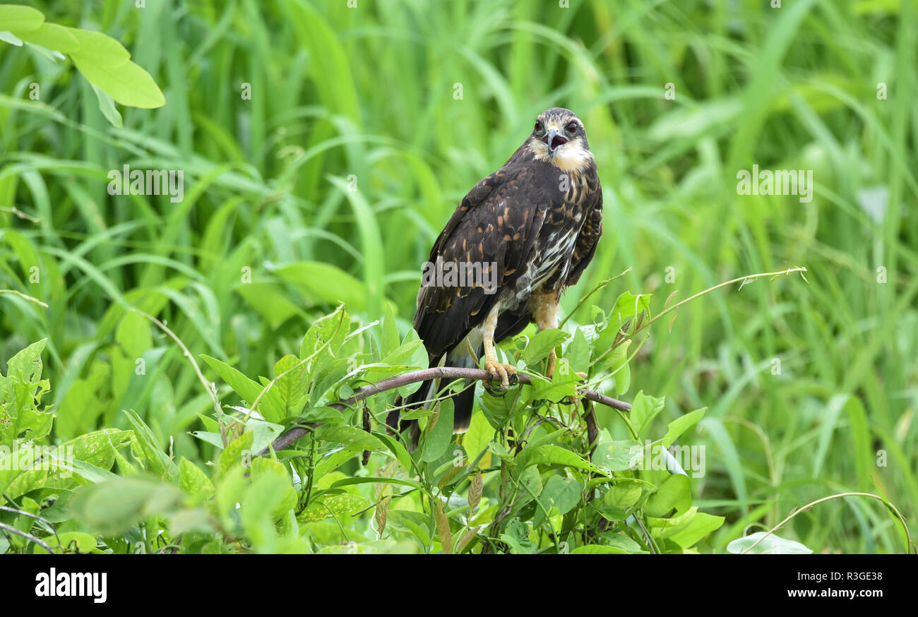 Comune immaturi Black Hawk (Buteogallus anthracinus) in Panama, rapace nel suo habitat naturale di lussureggianti e verdi paludi. Foto Stock